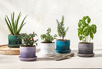 stoneware planters with various herbs growing in them