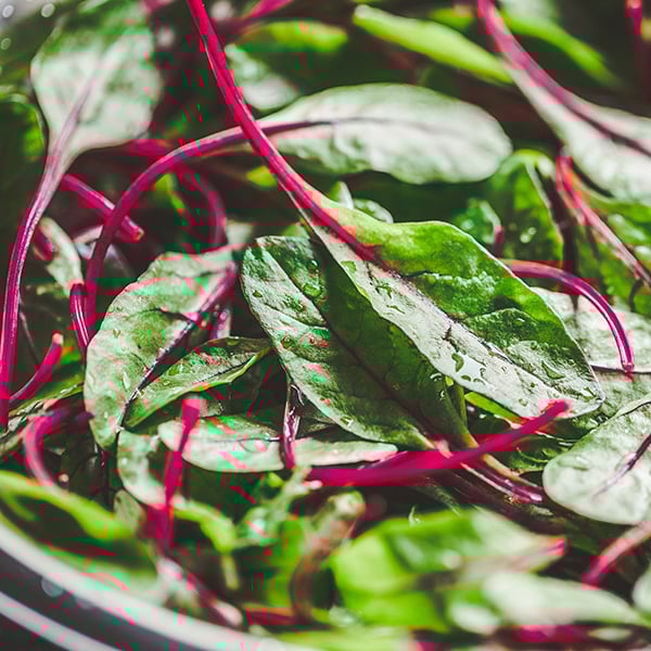 leaves in a bowl