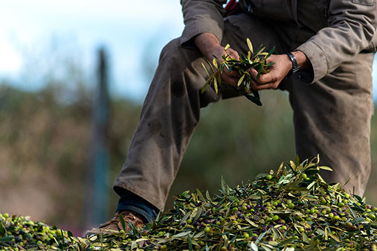 a man inspects an olive branch