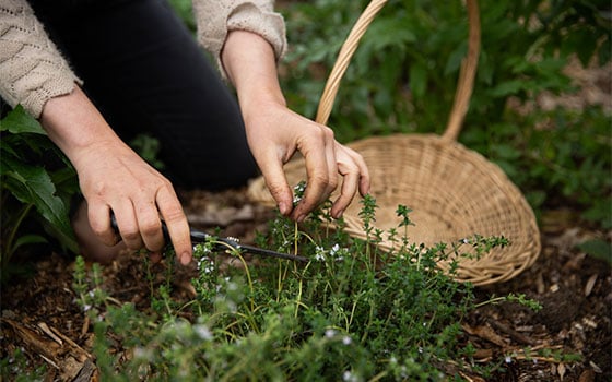woman harvesting thyme in her garden