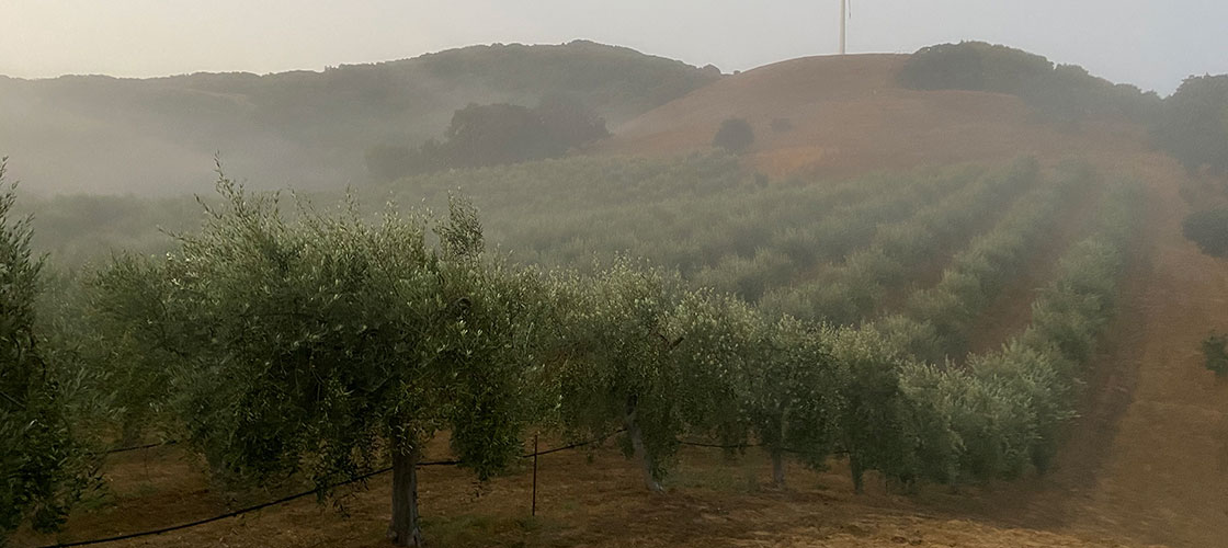 misty morning in an olive grove