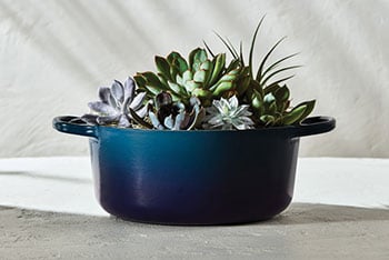 agave lid