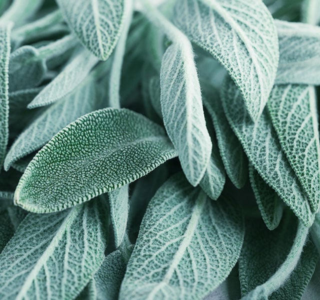 sage leaves
